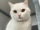 Adoption disponible : chatte blanche