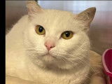 Adoption disponible : chatte blanche