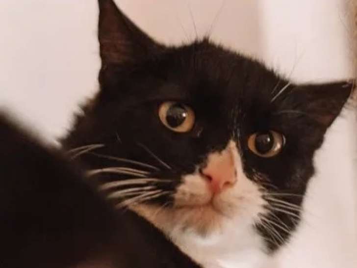 Chat noir et blanc à la recherche d’un foyer