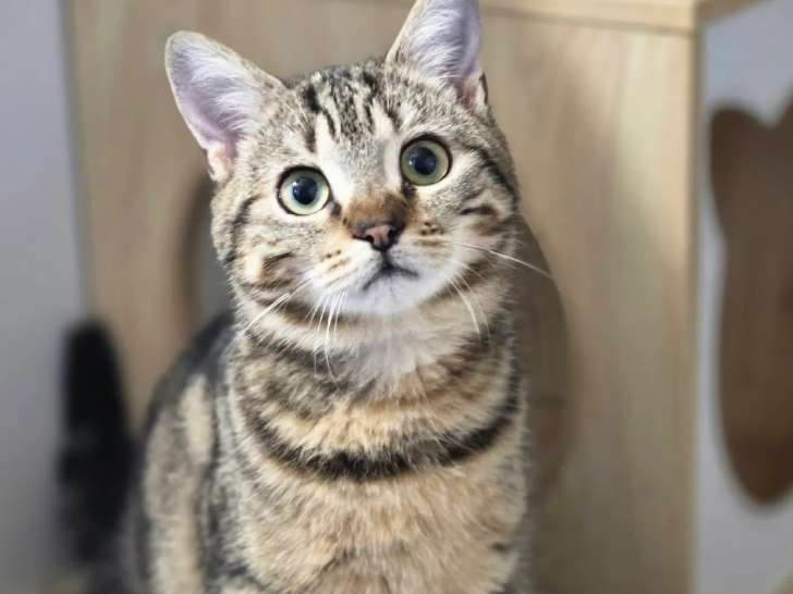 Chaton femelle tigré disponible à l'adoption