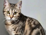 Chaton femelle tigré disponible à l'adoption