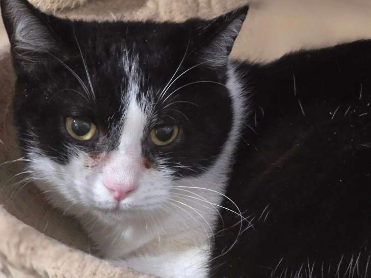 Chat noir et blanc en attente d'adoption