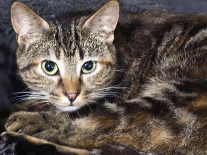 Chatonne tigrée prête pour l’adoption