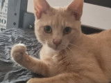 Chat roux à accueillir