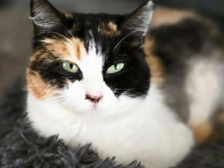 Chatte tricolore en quête d'une famille