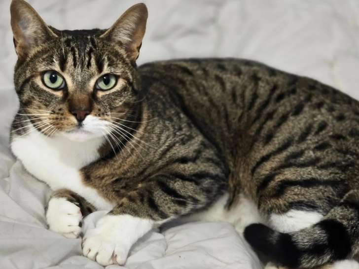 Adoption disponible : chat tigré blanc