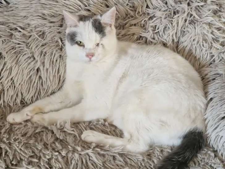 Chatte grise et blanche à la recherche d’une famille