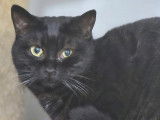 À adopter, chatte d'un an