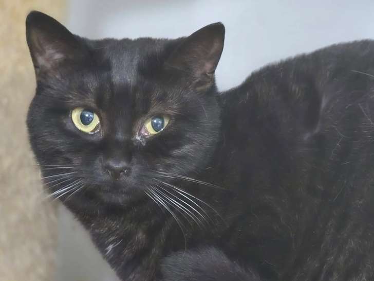 À adopter, chatte d'un an