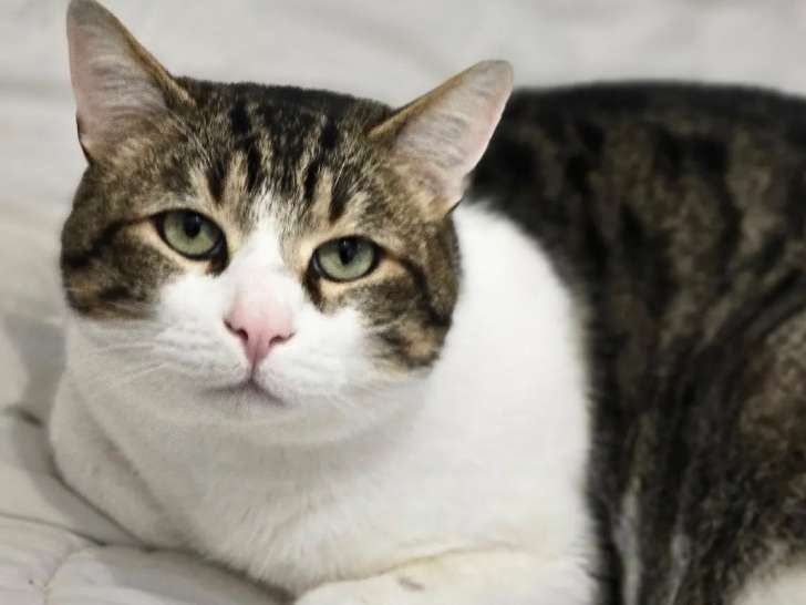 Disponible à l'adoption, chat de 3 ans