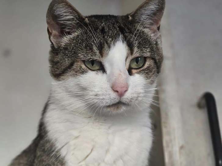 En attente d'adoption, chat tigré blanc