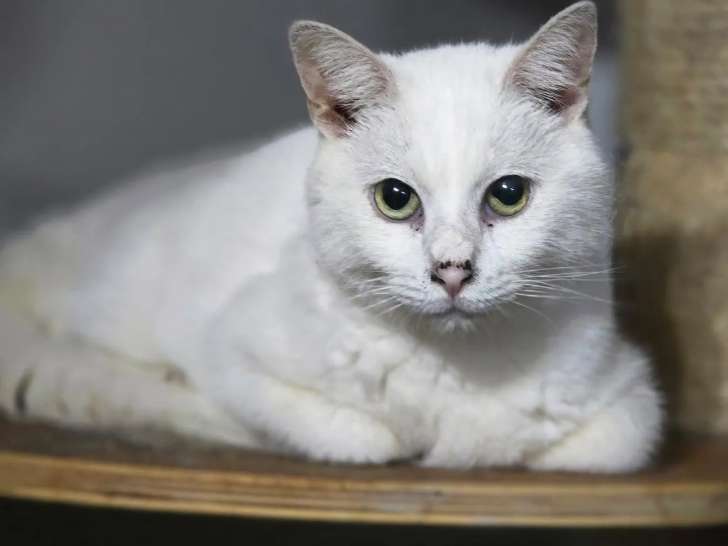 Prêt pour l’adoption, chat au pelage blanc