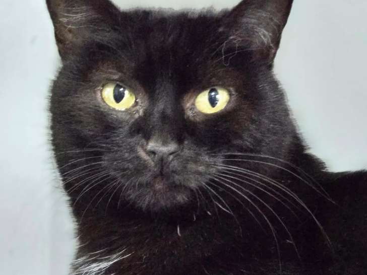 En attente d’un foyer, chatte de 4 ans