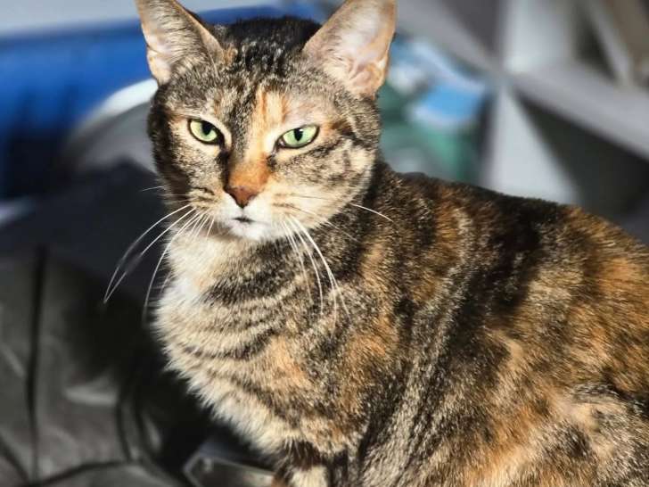 À accueillir, chat de 4 ans