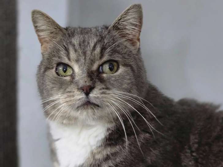 En quête d'une famille, chat tigré blanc