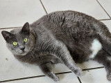 Adoption disponible : chatte grise