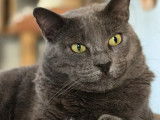 Adoption disponible : chatte grise