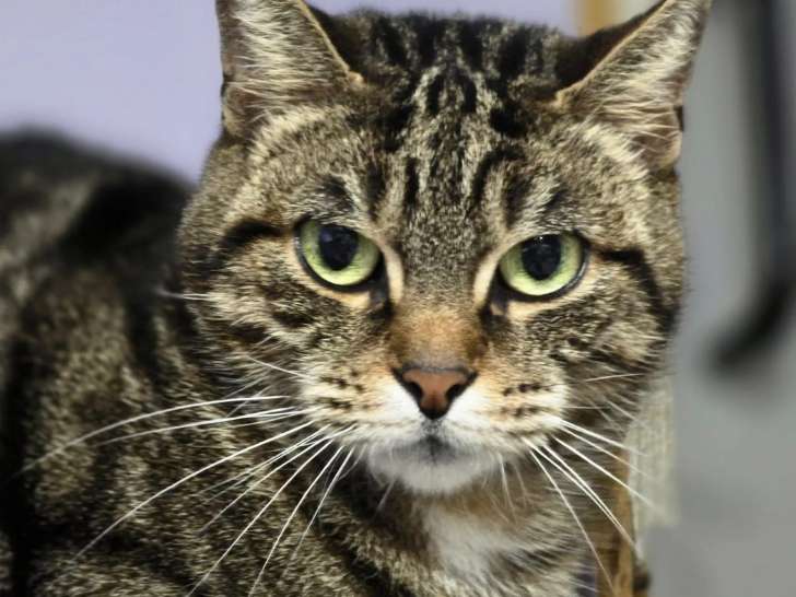 À la recherche d'une famille, chatte au pelage tigré