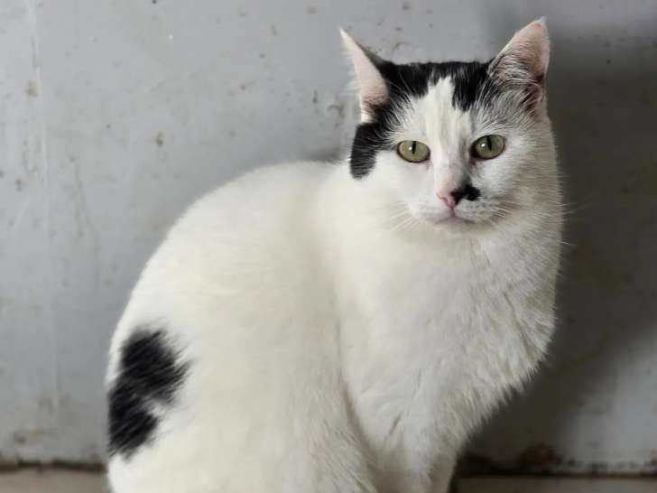 À adopter : chatte de 2 ans