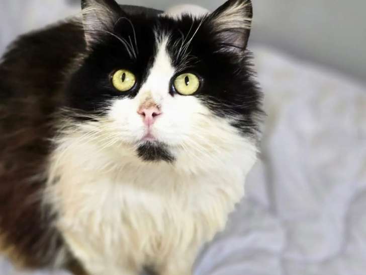 Disponible à l'adoption : chat âgé de 5 ans