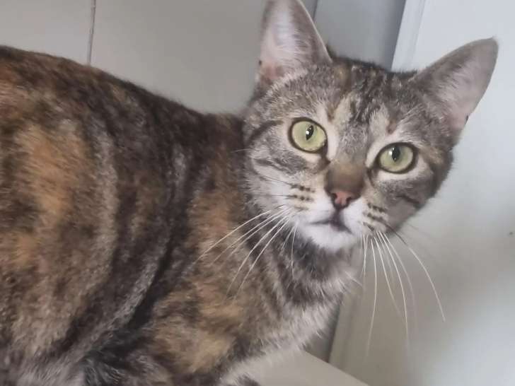 À accueillir : chatte de 3 ans