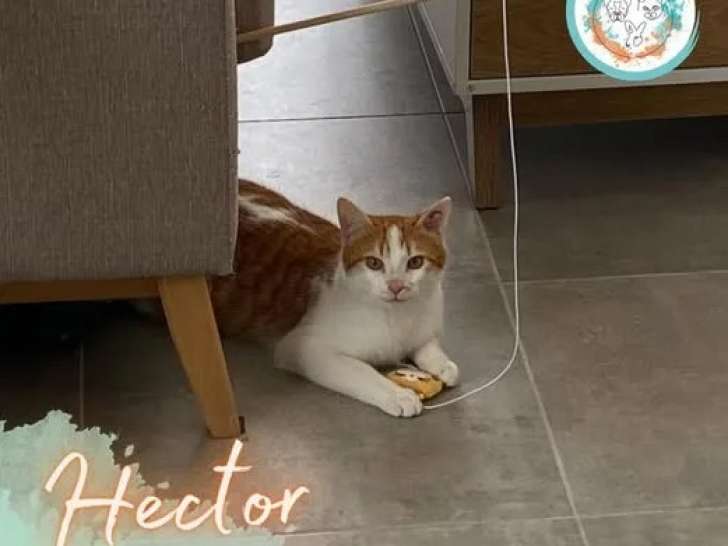 À adopter, chaton mâle roux et blanc