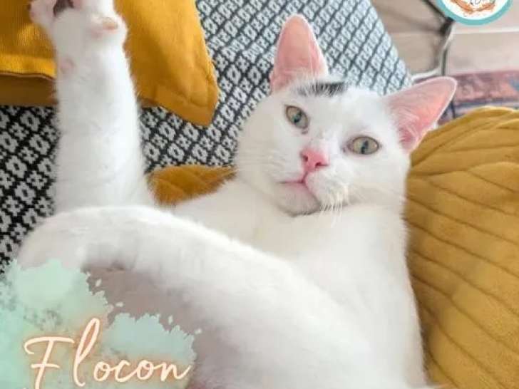 Disponible à l'adoption, chat d'un an