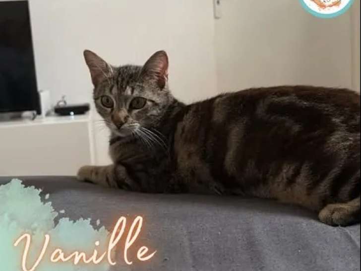En attente d'adoption, chatte tigrée