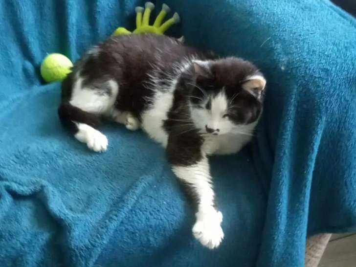 Prête pour l'adoption, chatte âgée de 3 ans