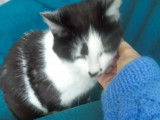 Prête pour l'adoption, chatte âgée de 3 ans