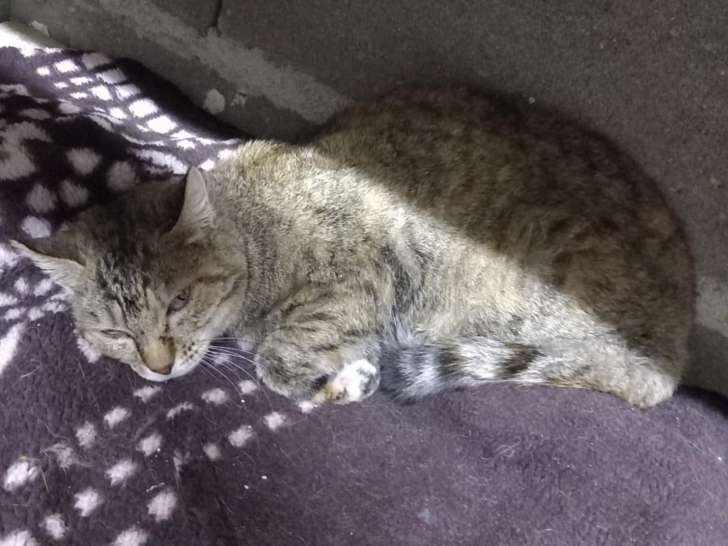 À accueillir, chatte de 7 ans