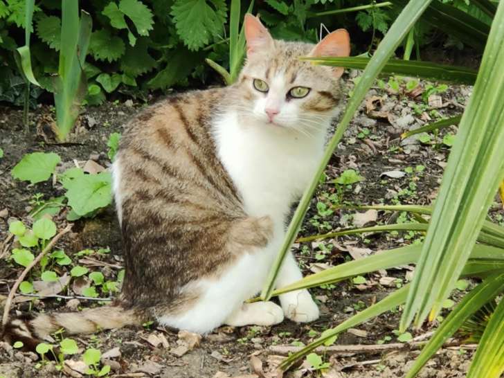 En quête d'une famille, chatte tigrée blanche