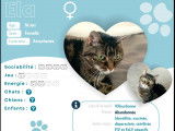 Adoption disponible : chatte tigrée