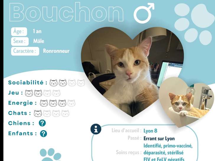 À la recherche d’un foyer, chat d'un an
