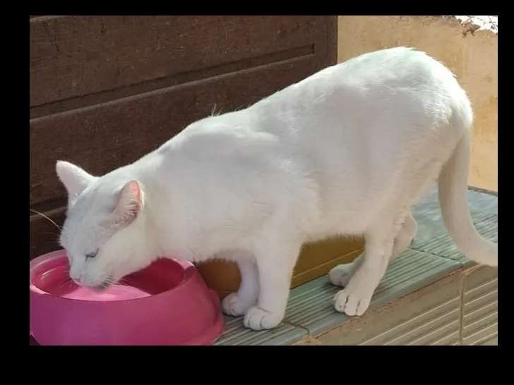 Adoption disponible : chat au pelage blanc