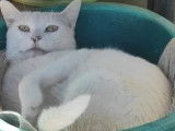 Adoption disponible : chat au pelage blanc