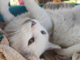Adoption disponible : chat au pelage blanc