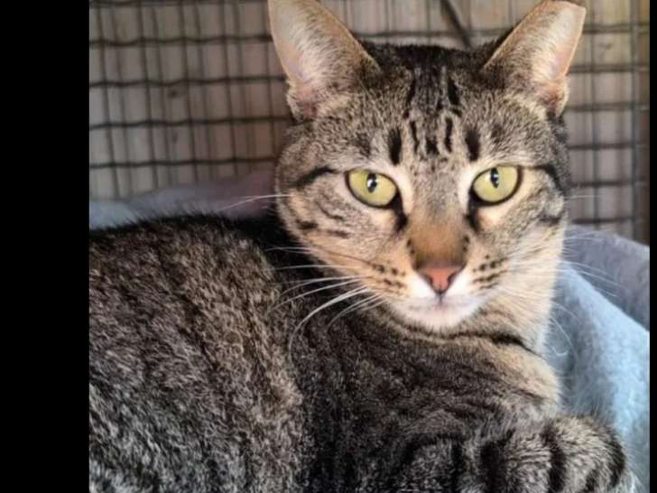 À la recherche d’un foyer : chatte tigrée
