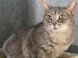 Chatte tigrée grise à adopter