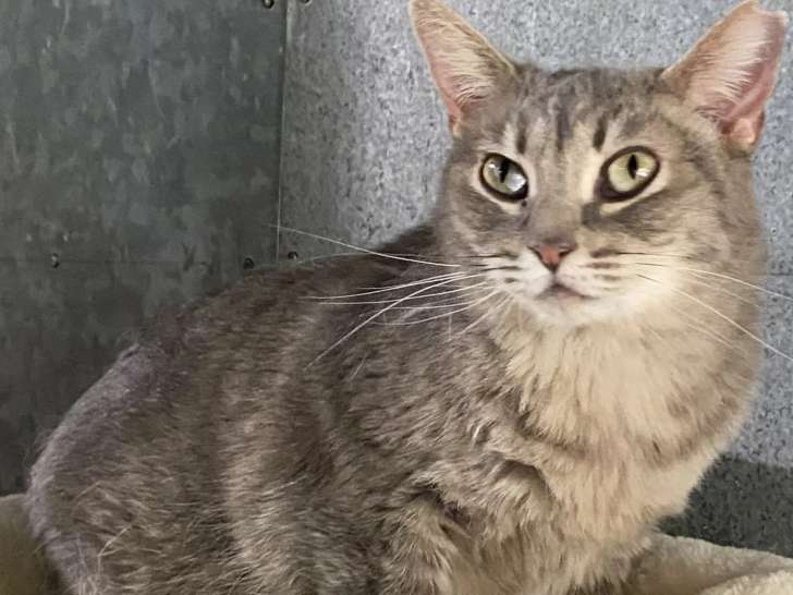 Chatte tigrée grise à adopter