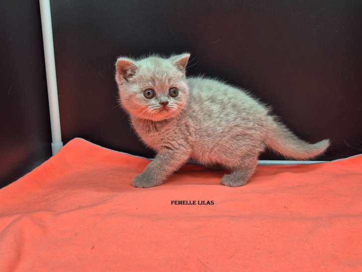 Femelle lilas