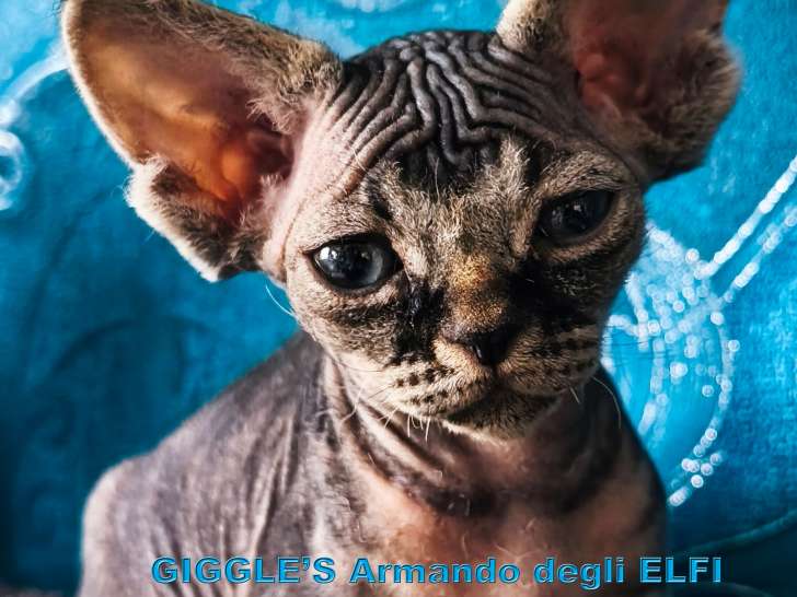 Giggle's Armando degli Elfi