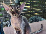 Chaton Devon Rex LOOF à vendre
