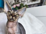 Chaton Devon Rex LOOF à vendre