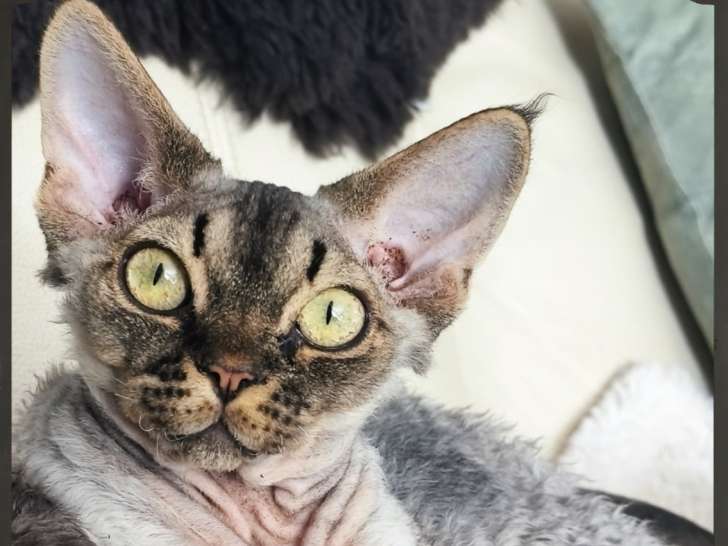 Chaton Devon Rex LOOF à vendre