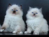 Magnifiques chatons Ragdoll LOOF mink et traditionnels