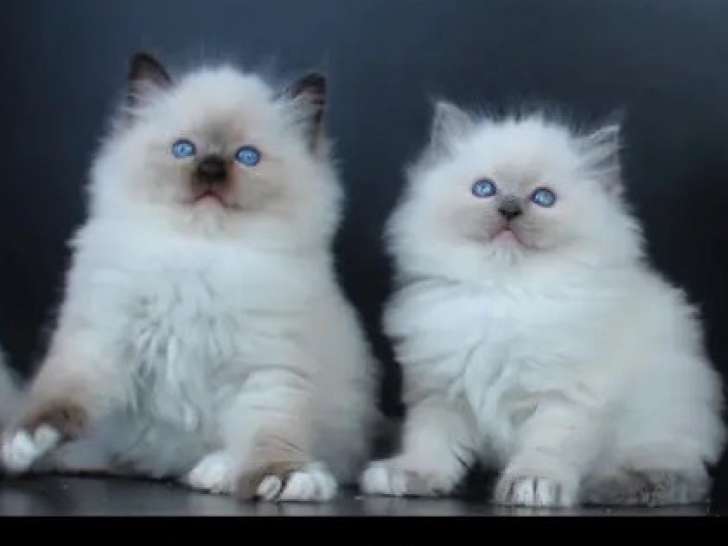 Magnifiques chatons Ragdoll LOOF mink et traditionnels