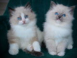 Magnifiques chatons Ragdoll LOOF mink et traditionnels