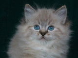 Magnifiques chatons Ragdoll LOOF mink et traditionnels