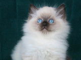 Magnifiques chatons Ragdoll LOOF mink et traditionnels